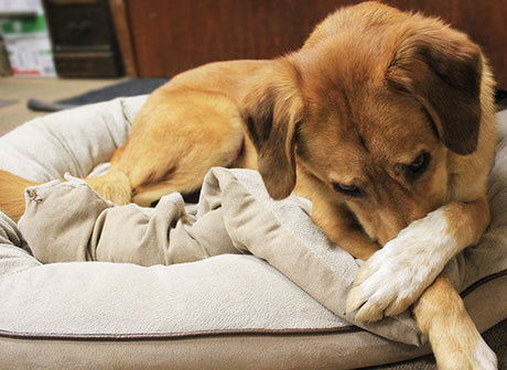 A brown dog lies in a beige dog bed, resting its head on its crossed paws.