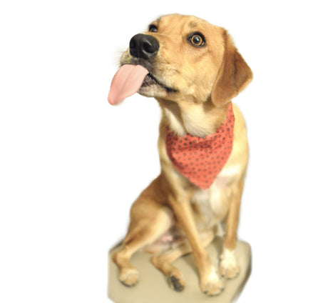 A light brown dog with a red patterned bandana sits on a surface with its tongue sticking out.