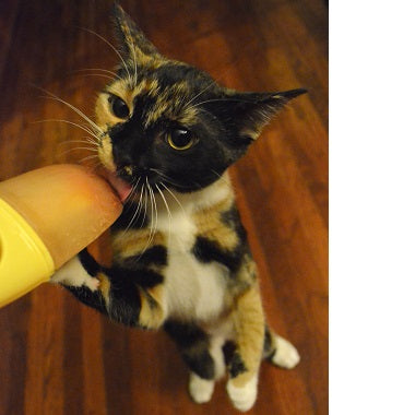 Calico cat reaching up and touching a person's arm.
