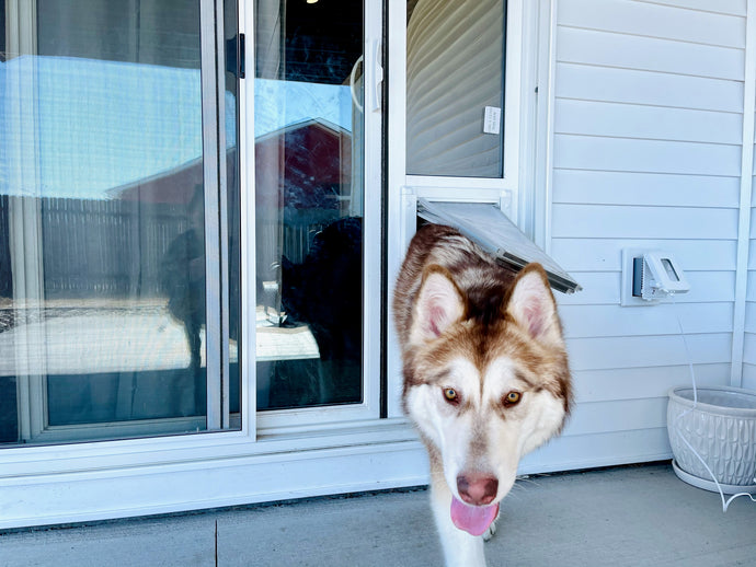 Sliding Glass Doors with Doggie Doors: A Perfect Fit for Pet Owners