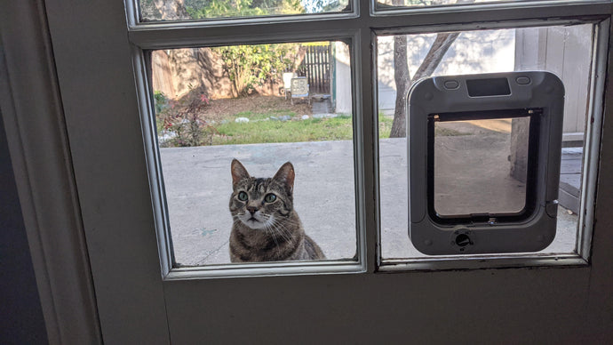Why Are Microchip Pet Doors So Small Anyway?