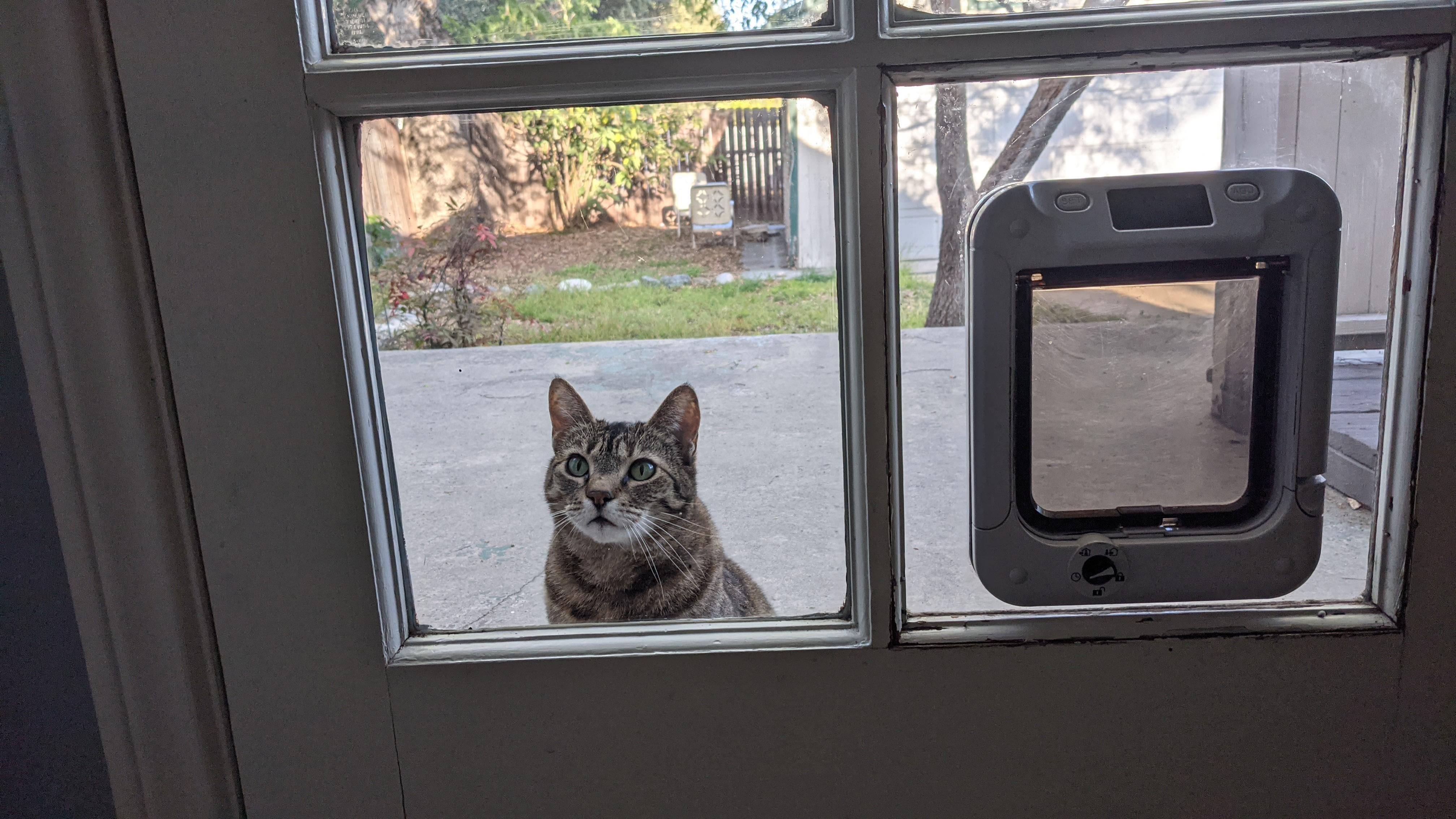 How Does a Microchip Pet Door Work: Ultimate Guide for Pet Owners