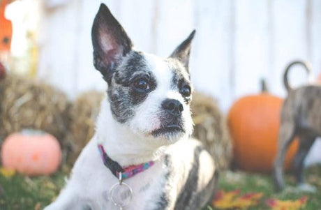 A dog wearing a collar sits in a yard with pumpkins and hay bales.