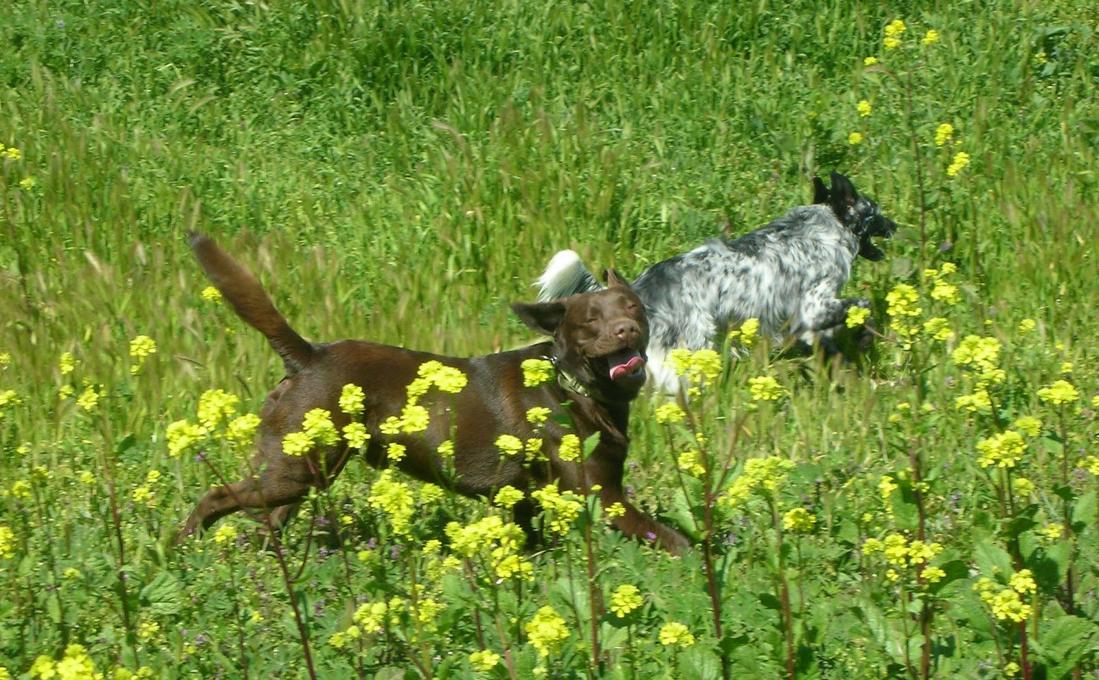 Two dogs run through a field of yellow flowers and tall green grass.