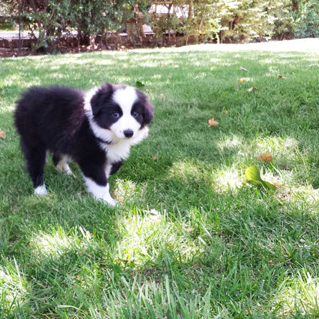 A black and white puppy standing in green grass.