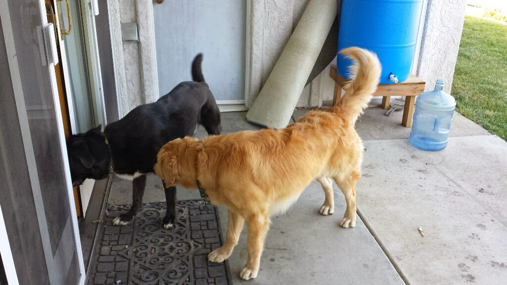 Two dogs, one black and one golden, stand near a door on a porch.