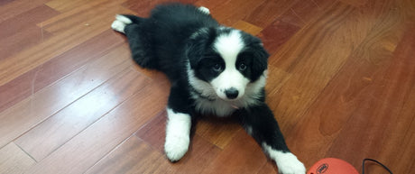 This puppy sometimes does not have full control over itself and shouldn't play with bigger dogs