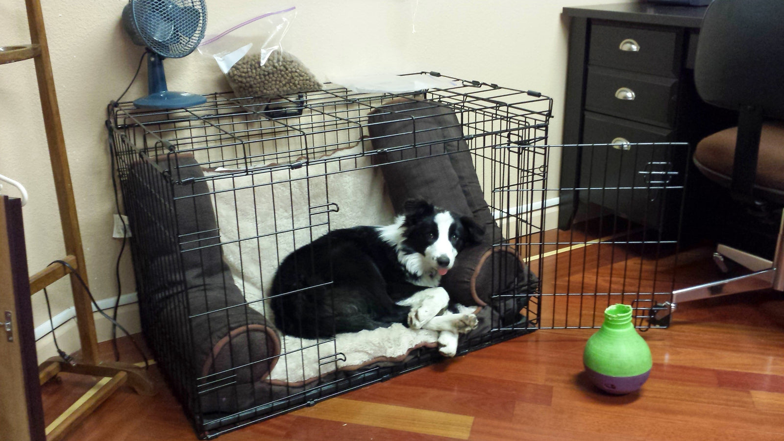 A black and white dog rests inside a crate on a cushioned bed.