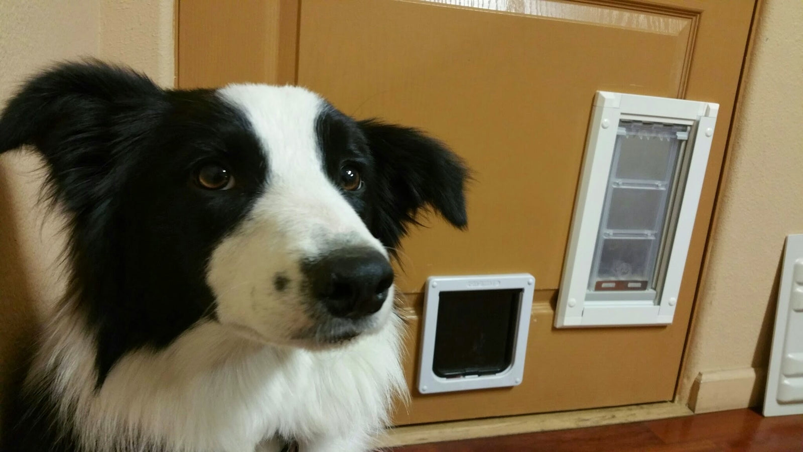A Border Collie with black and white fur sitting in front of a door that has both an Endura Flap pet door with a clear flap and a smaller Pride Pet door with a black flap installed. 