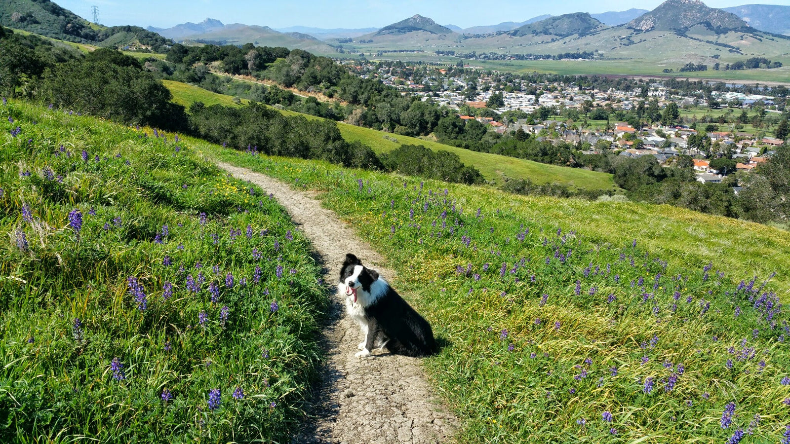 Border Collie dog sitting on a trail waiting for it's owner with San Luis Obispo and the Central Coast in the background