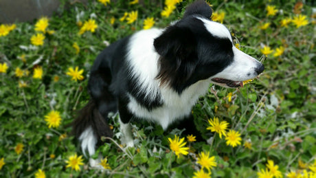 A black and white border collie sits in a field of yellow flowers.
