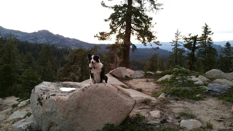 A black and white dog sits on a large rock overlooking a forested mountain landscape.