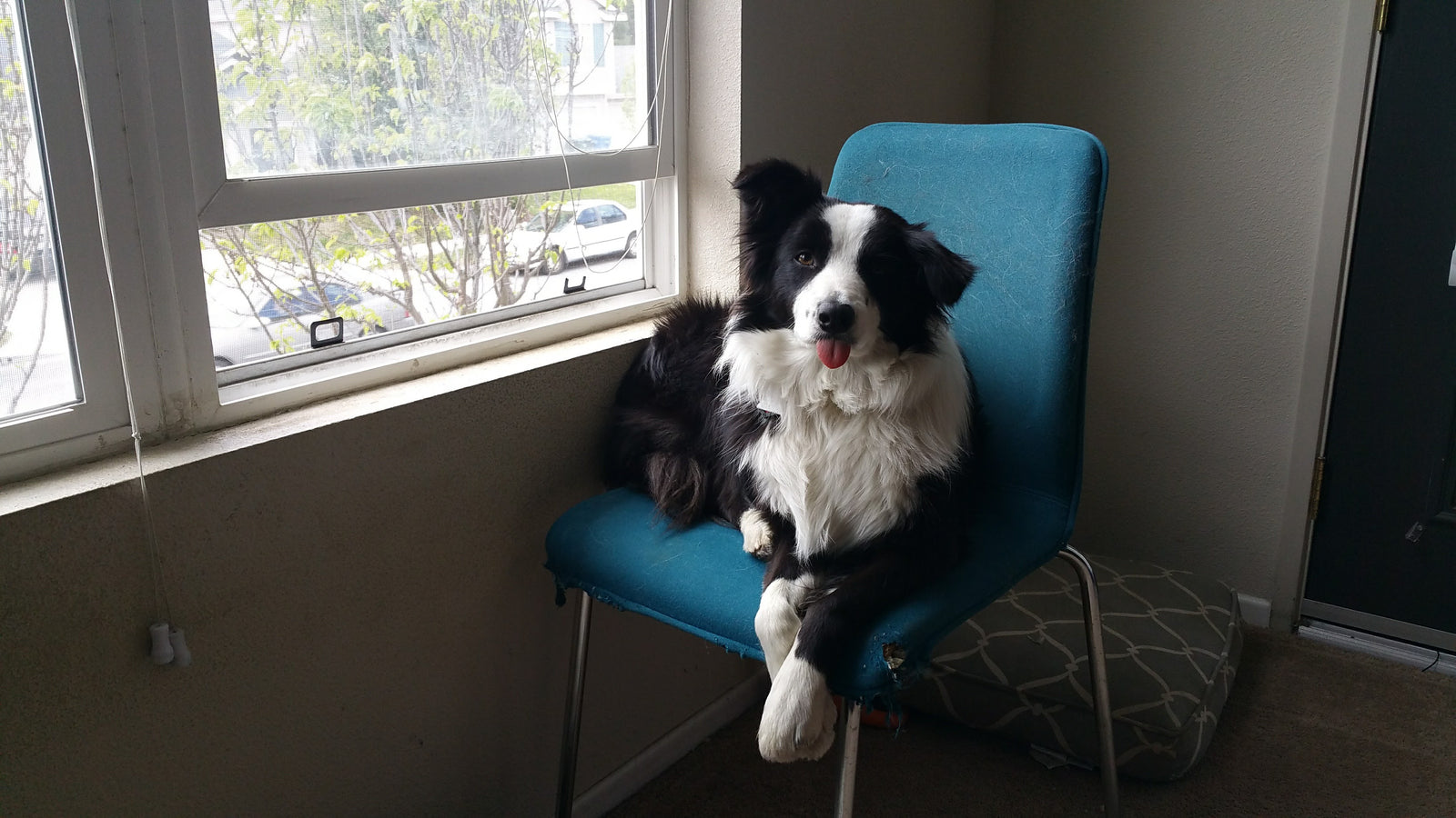Border collie staying inside on a rainy day