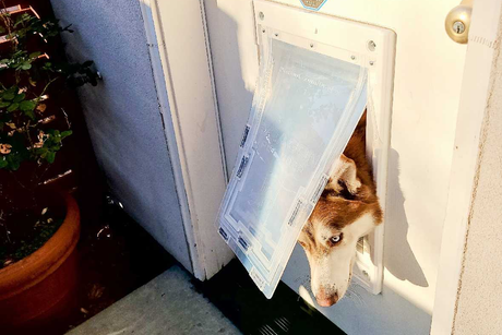husky poking head out of dragon flap pet door