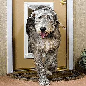 A large, shaggy gray dog comes through a pet door in a tan-colored door.
