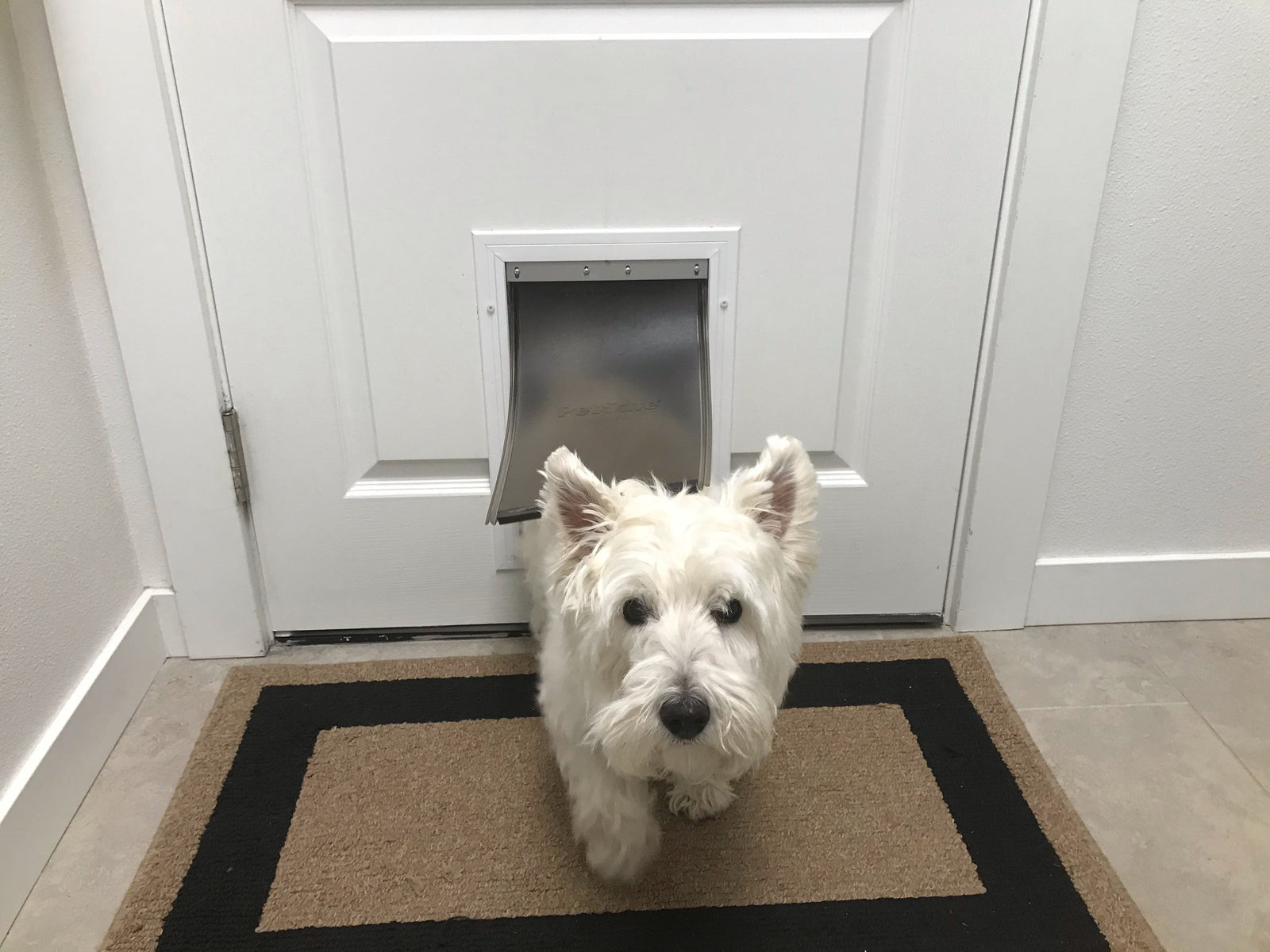 dog using a pet door