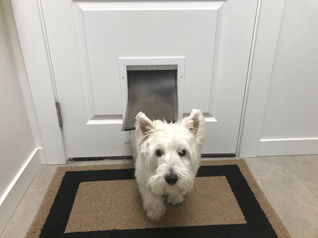 dog using a pet door