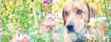 A tan dog sits among vibrant snapdragon flowers.