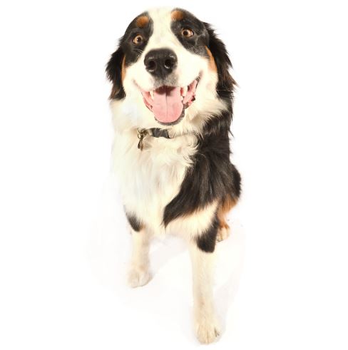 A Bernese Mountain Dog sits with an open mouth, viewed from a low angle against a white background.
