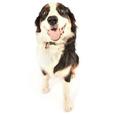A Bernese Mountain Dog sits with an open mouth, viewed from a low angle against a white background.