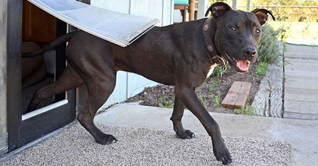 A black dog with a studded collar is exiting a door with a pet flap.