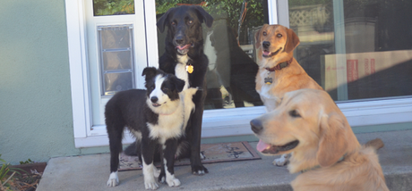 Four dogs of varying sizes and colors sit on a porch near a glass door.