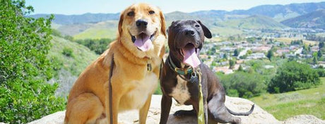 Two dogs pose outdoors with a scenic background.