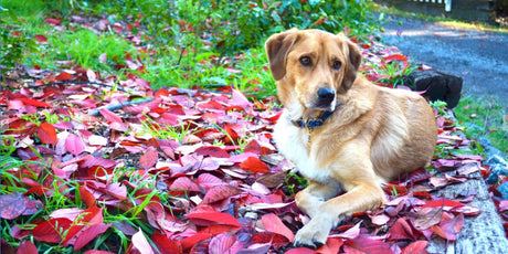 A tan dog with a blue collar rests among red leaves and green grass.