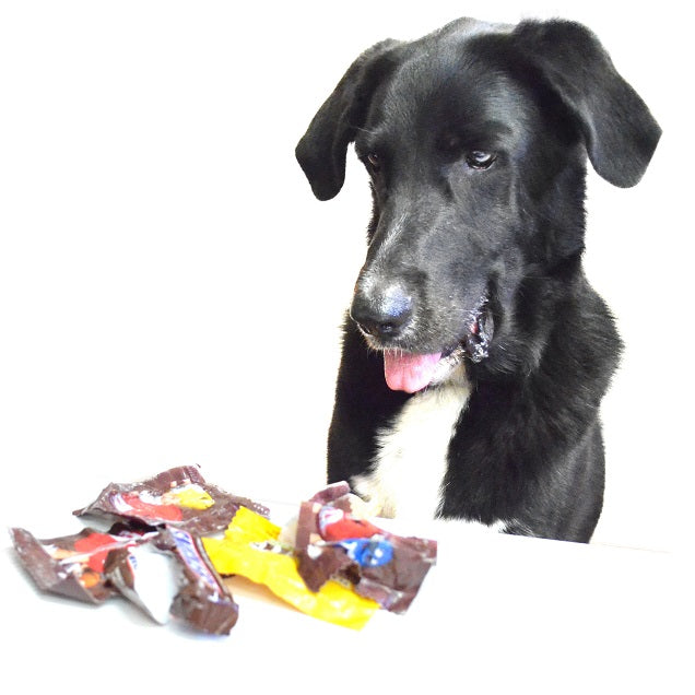 A large black dog looking down at a pile of wrapped chocolate candy, which is harmful for dogs to eat. 