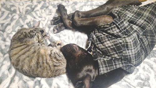 A tabby cat and a dog wearing a plaid shirt are curled up together on a blanket.