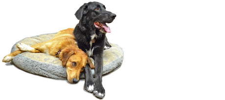 Two dogs, one black and one golden, are resting on a dog bed.