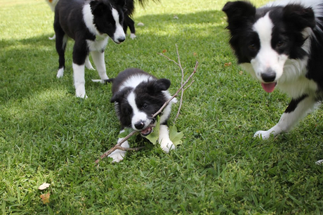 Three black and white Border Collie dogs are on a grassy lawn, one chewing on a stick.