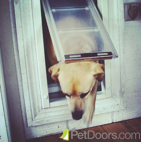 A dog re-entering a house though the Endura Flap® Thermo Panel 3e, which has an adjustable height and custom sizing to fit all sliding glass doors