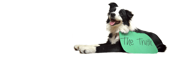 A black and white Border Collie laying down next to a green sign that says "the truth."