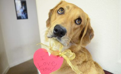 A mix-breed dog looking up at the camera with large, pouty eyes; a heart with "be mine" on it is tried to his neck with a ribbon. 