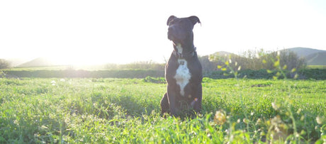 A black dog sitting in a grassy field on a beautiful day with the sun setting in the distance behind him. 