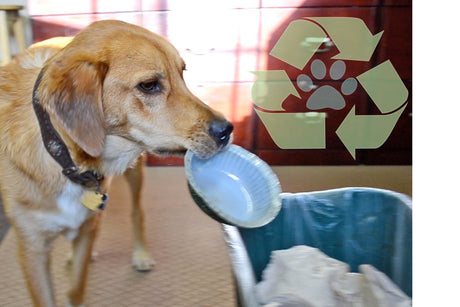 One of the PetDoors.com office dogs helping with clean-up by playing a paper bowl into the recycling bin. 