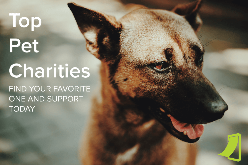 A mix-breed dog looking off to the side; overlay text reads, " Top Pet Charities: find your favorite one and support today."