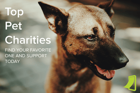A mix-breed dog looking off to the side; overlay text reads, " Top Pet Charities: find your favorite one and support today."