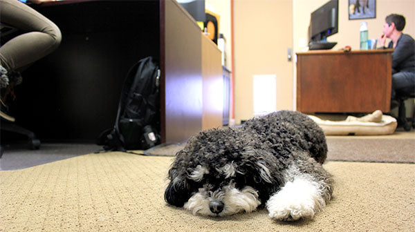 Dogs in the Workplace: Our Pet Pawlicy