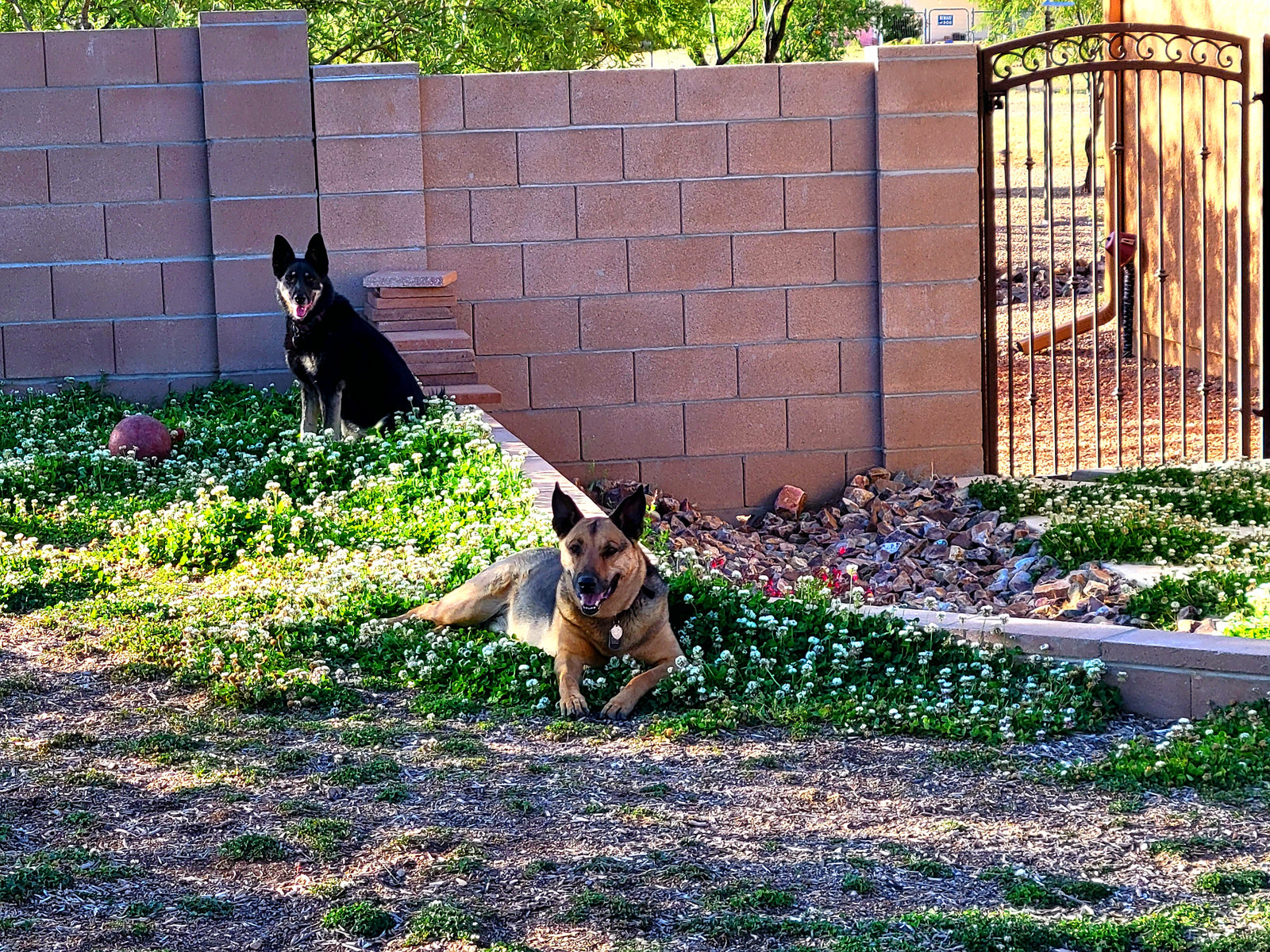 two dogs laying on the grass