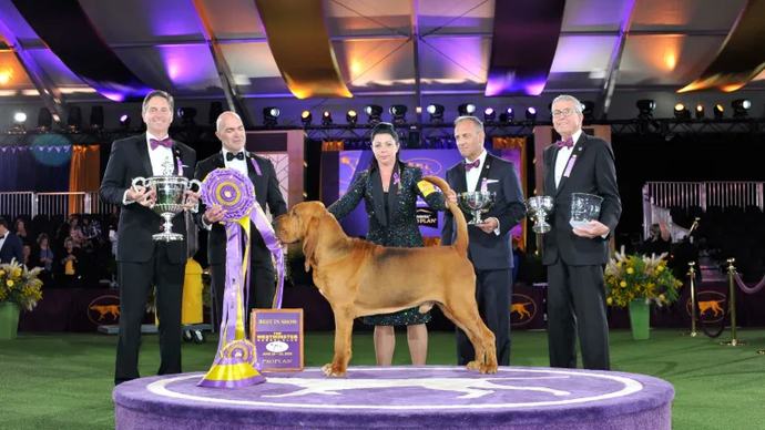 First Bloodhound To Ever Win the Westminster Dog Show