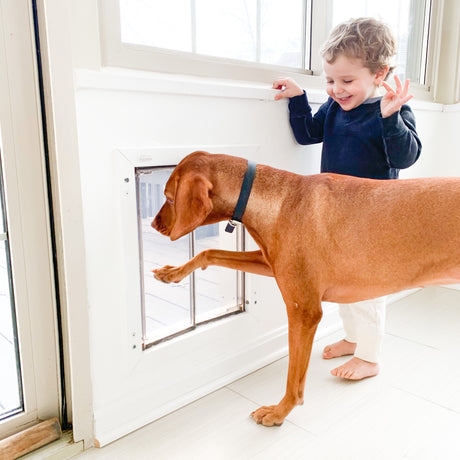 Baby watching dog go through an energy efficient Hale Pet Door for Walls