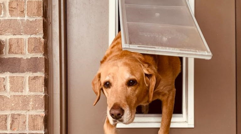dog going through endura flap pet door