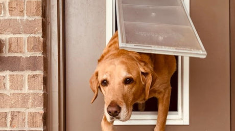 dog going through endura flap pet door
