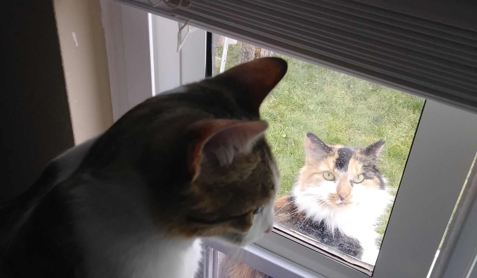 cats looking at each other through window