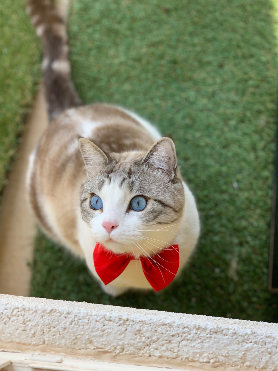 The Best Toys For Cats The Best Toys For Cats