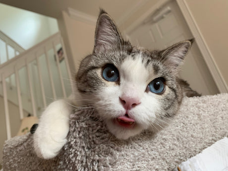 cat sticking out tongue