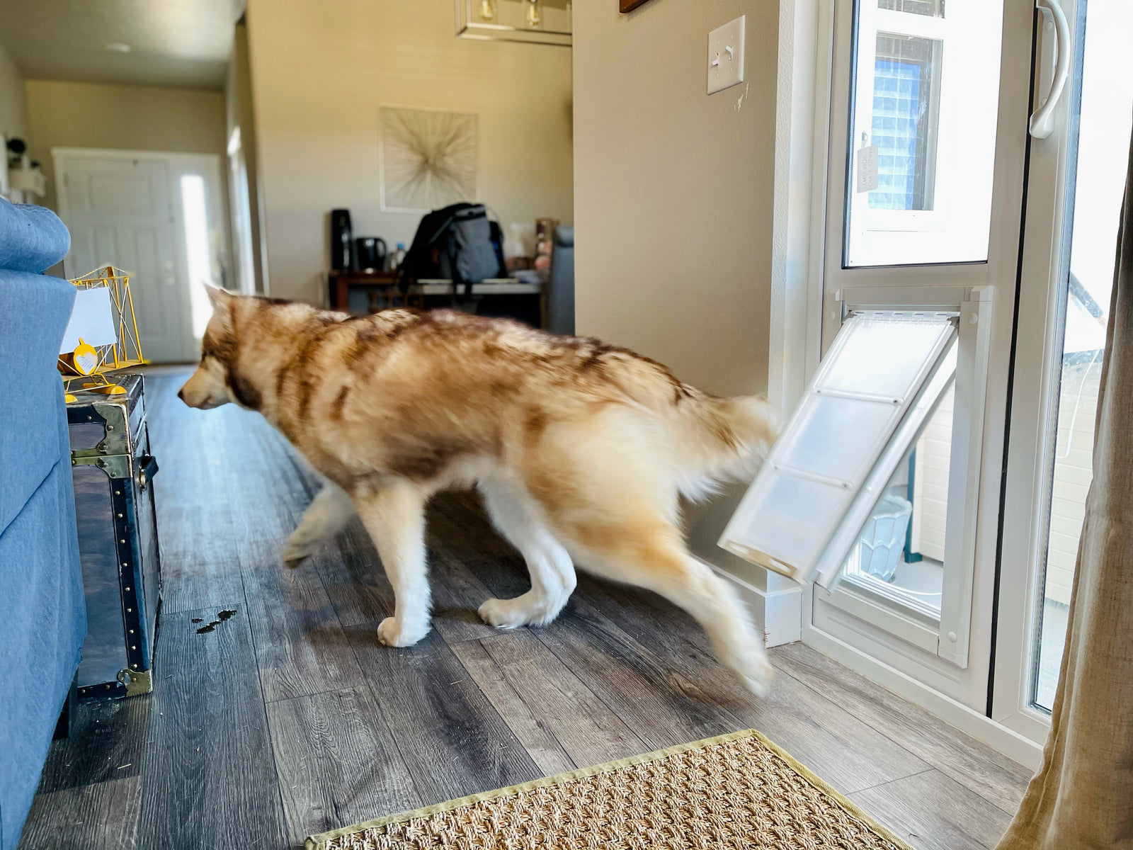 dog using endura flap sliding glass door panel insert 