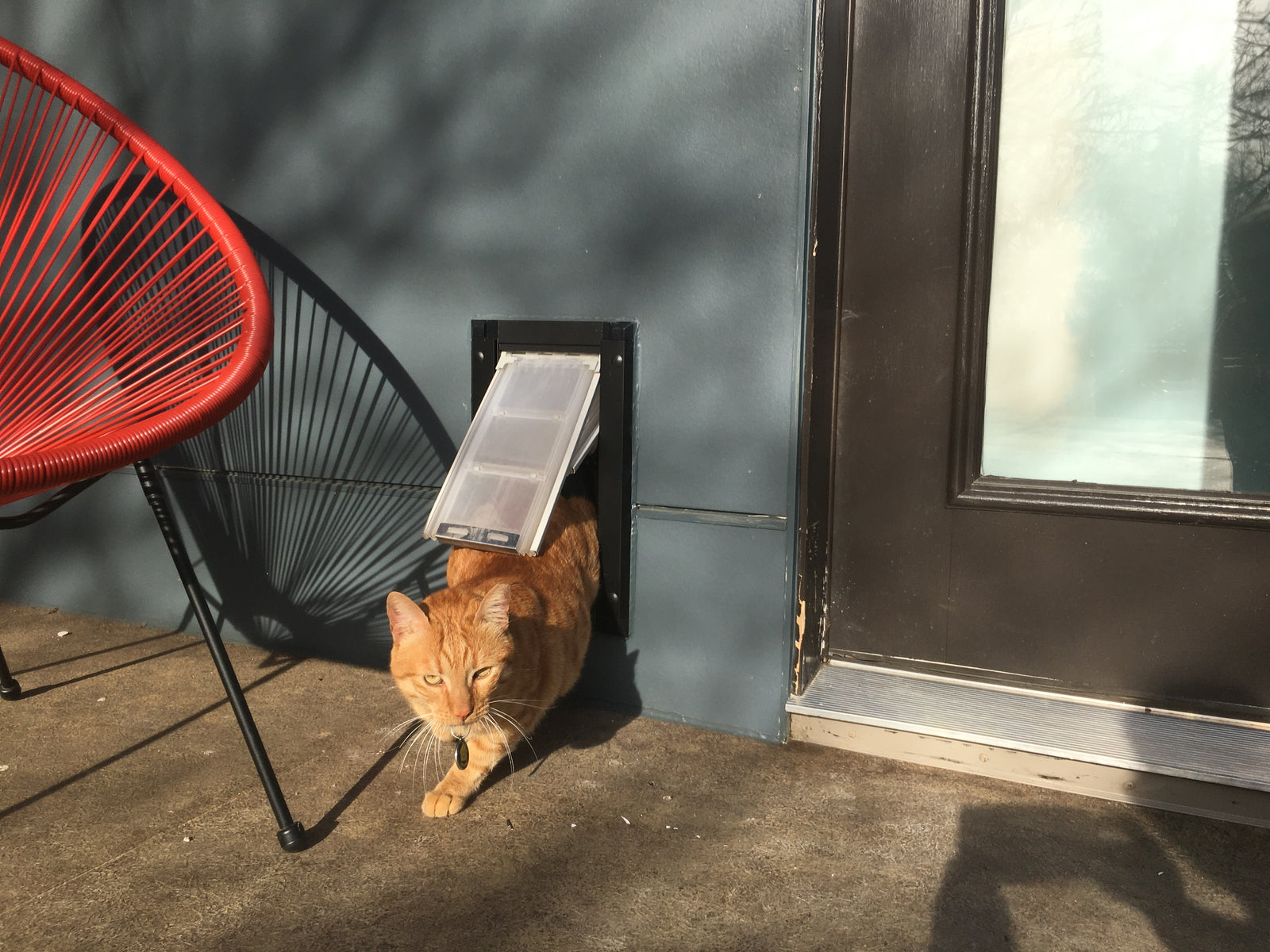 orange cat going through Endura Flap pet door
